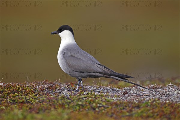 Long-tailed skua (Stercorarius longicaudus)