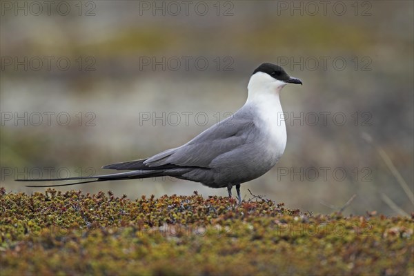 Long-tailed Skua (Stercorarius longicaudus)