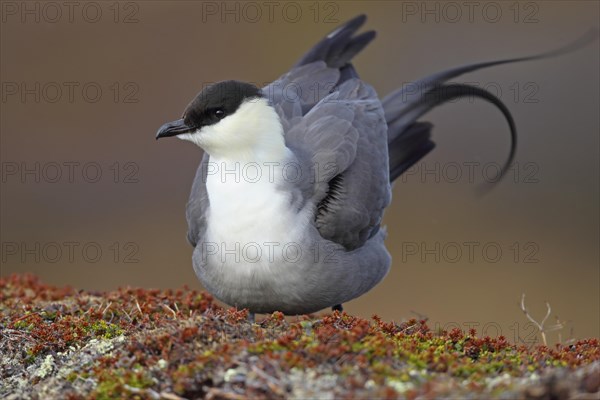 Long-tailed Skua (Stercorarius longicaudus)