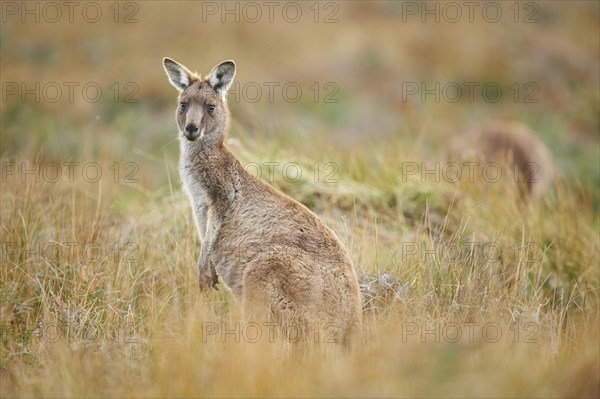 Eastern grey kangaroo (Macropus giganteus)