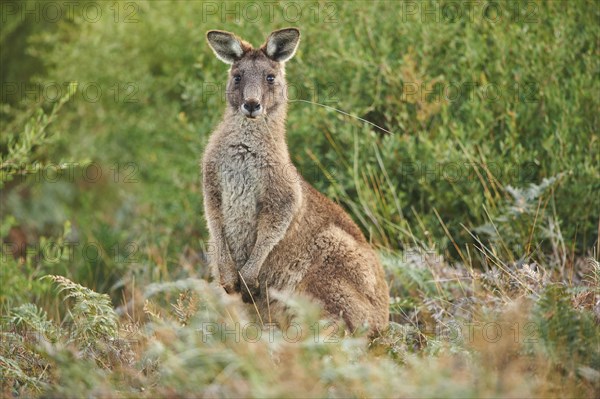 Eastern grey kangaroo (Macropus giganteus)