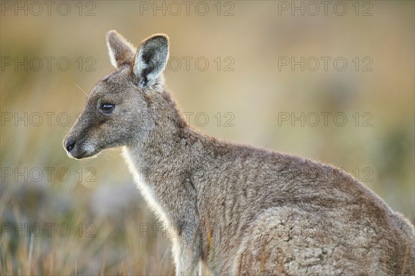 Eastern grey kangaroo (Macropus giganteus)