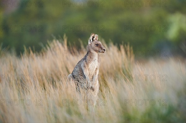 Eastern grey kangaroo (Macropus giganteus) in high grass