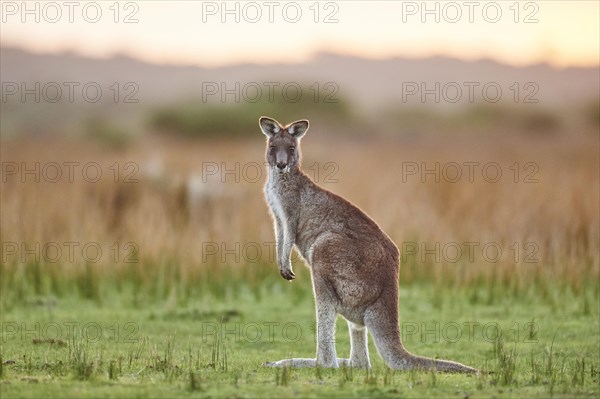 Eastern grey kangaroo (Macropus giganteus)