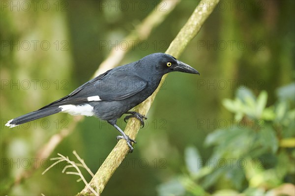 Pied currawong (Strepera graculina)