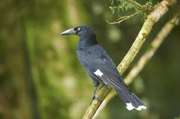 Pied currawong (Strepera graculina)