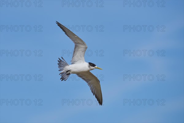 Greater crested tern (Thalasseus bergii) in flight