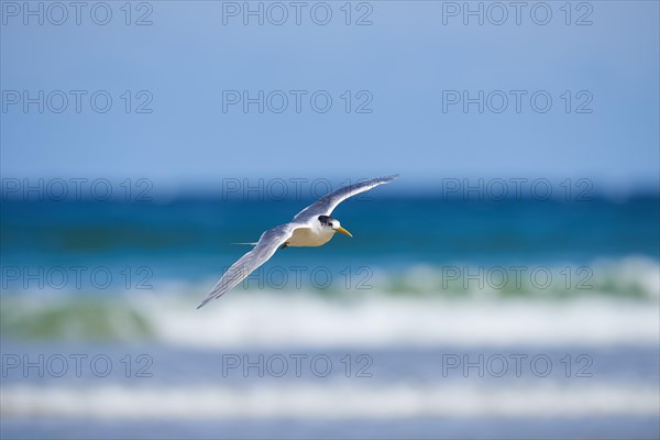 Greater crested tern (Thalasseus bergii) in flight