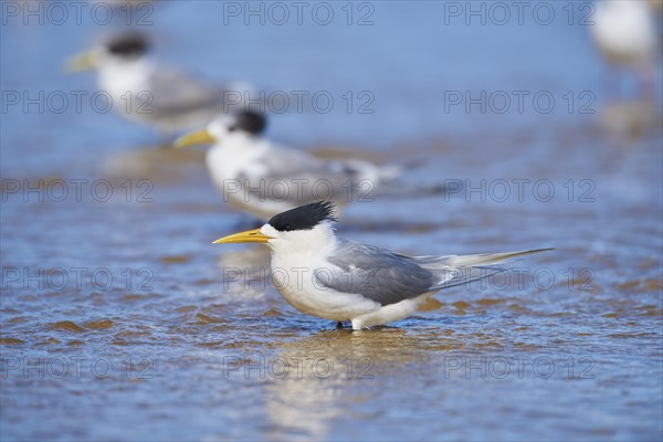 Greater crested tern (Thalasseus bergii) in shallow water