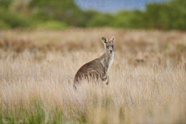 Eastern grey kangaroo (Macropus giganteus) in high grass