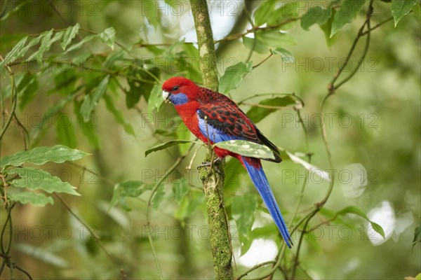 Crimson rosella (Platycercus elegans) sitting in a tree