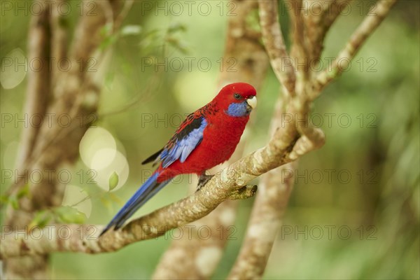 Crimson rosella (Platycercus elegans) sitting on a branch