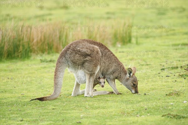 Eastern grey kangaroos (Macropus giganteus)