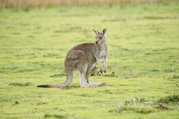 Eastern grey kangaroos (Macropus giganteus)