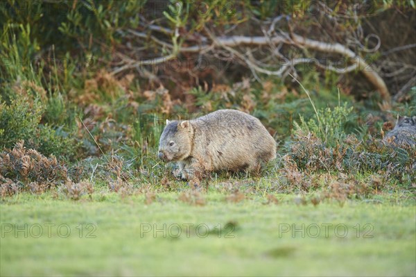 Common wombat (Vombatus ursinus)