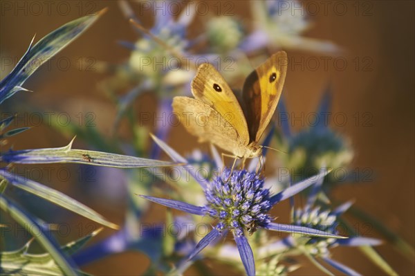 Large heath (Coenonympha tullia) on blue thistle blossom