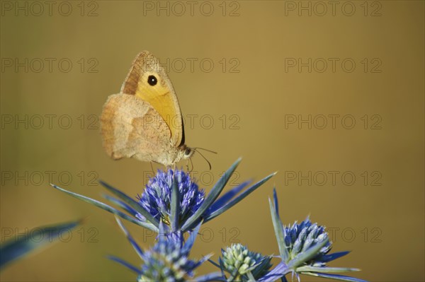 Large heath (Coenonympha tullia) on blue thistle blossom