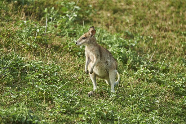 Agile wallaby (Macropus agilis) on a meadow