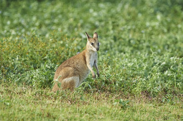 Agile wallaby (Macropus agilis) on a meadow