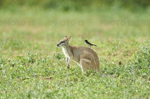 Agile wallaby (Macropus agilis) with an Willie Wagtail (Rhipidura leucophrys) on the back on a meadow