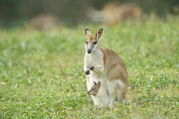 Agile wallaby (Macropus agilis)