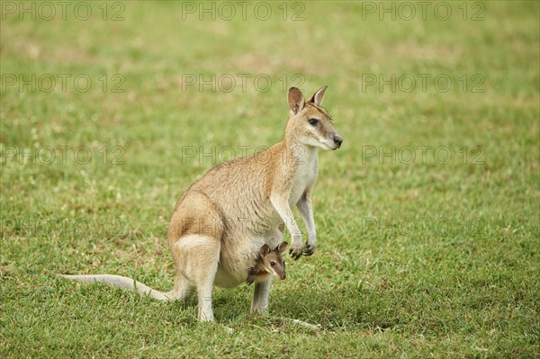 Agile wallaby (Macropus agilis)