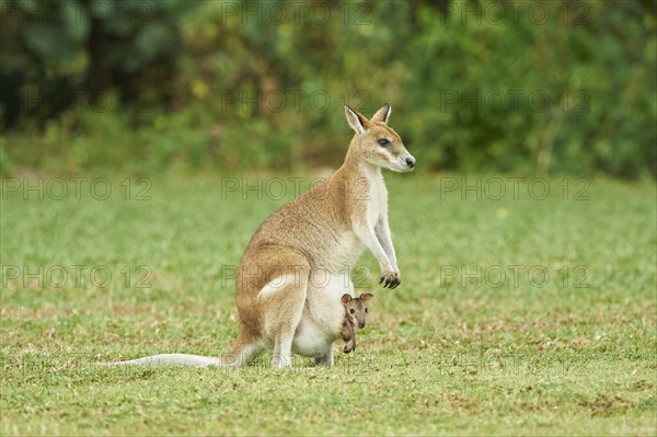 Agile wallaby (Macropus agilis)