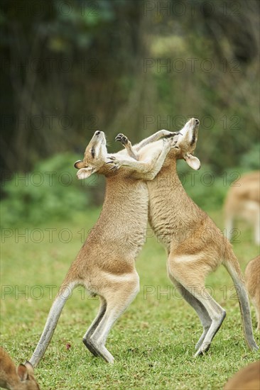 Wallabies (Macropus agilis) fighting on a meadow