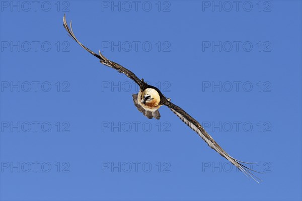 Bearded Vulture (Gypaetus barbatus) gliding