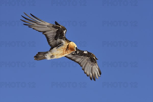 Bearded Vulture (Gypaetus barbatus) gliding