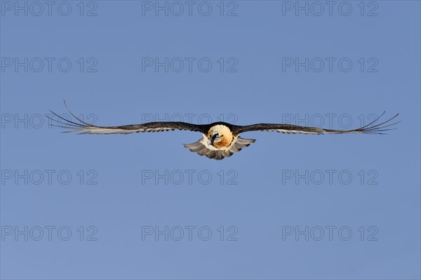 Bearded Vulture (Gypaetus barbatus) gliding