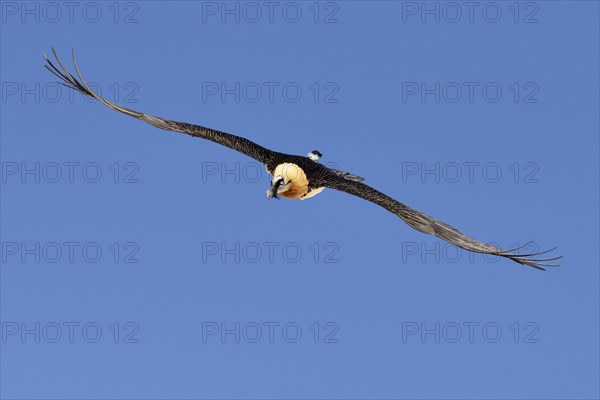 Bearded Vulture (Gypaetus barbatus) gliding