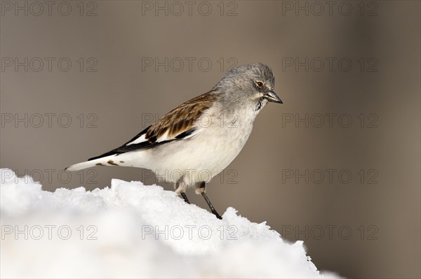 White.winged snow finch (Montifringilla nivalis) in snow