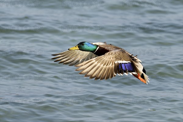 Mallard (Anas platyrhynchos) drake in flight