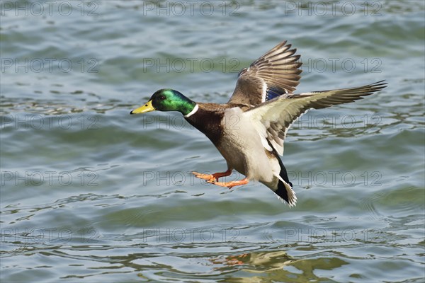 Mallard (Anas platyrhynchos) drake in flight