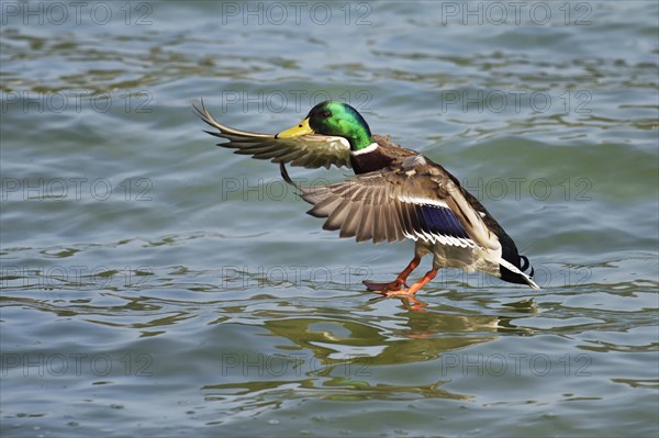 Mallard (Anas platyrhynchos) drake landing