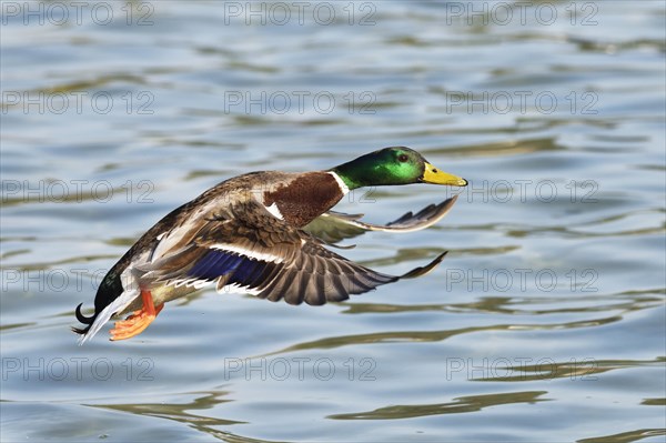 Mallard (Anas platyrhynchos) drake in flight