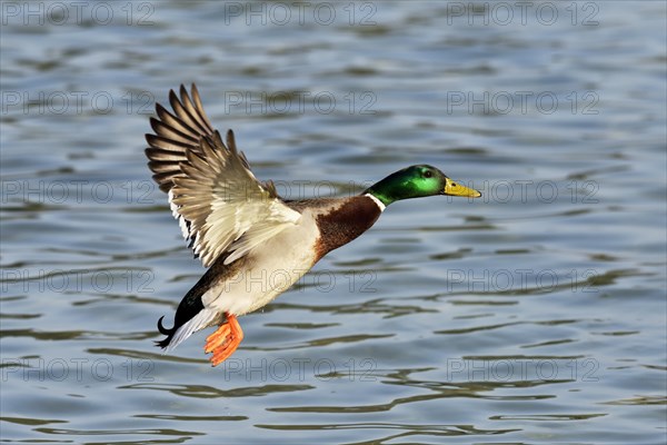 Mallard (Anas platyrhynchos) drake in flight