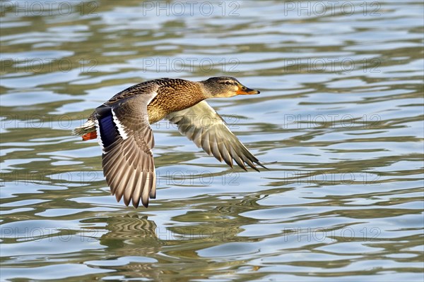 Mallard (Anas platyrhynchos) female in flight