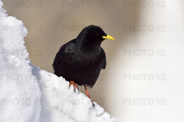Alpine chough (Pyrrhocorax graculus) sitting in snow
