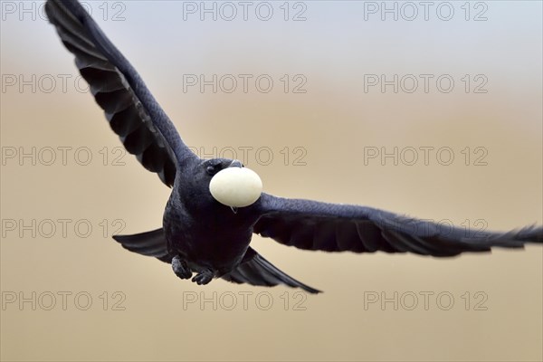 Rook (Corvus frugilegus) flying with stolen egg from a nest of an Eurasian Coot (Fulica atra)