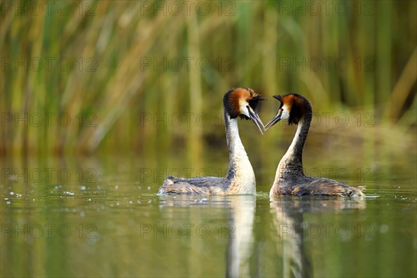 Great crested grebes (Podiceps cristatus)