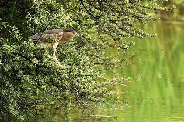Young Black-Crowned Night Heron (Nycticorax nycticorax) on the lookout