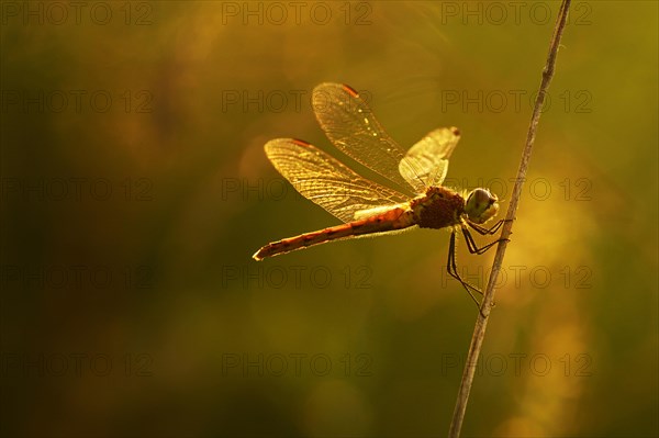 Spotted darter (Sympetrum depressiusculum)