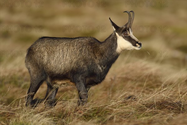 Chamois (Rupicapra rupicapra)