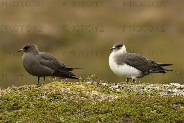 Arctic skua (Stercorarius parasiticus)