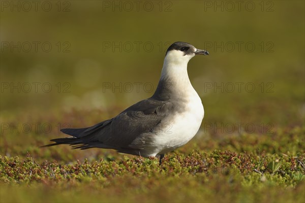 Arctic skua (Stercorarius parasiticus)