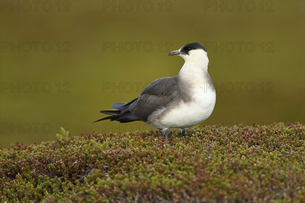 Arctic skua (Stercorarius parasiticus)