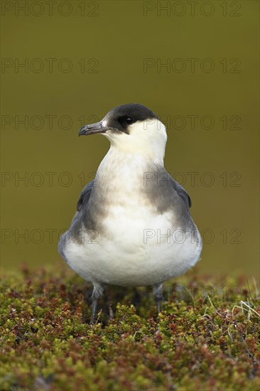 Arctic skua (Stercorarius parasiticus)