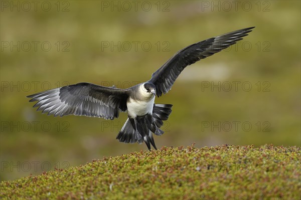 Arctic skua (Stercorarius parasiticus)